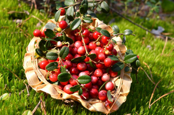 Картинка еда брусника