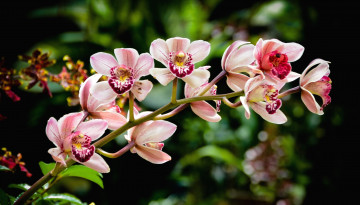 Картинка цветы орхидеи ветка