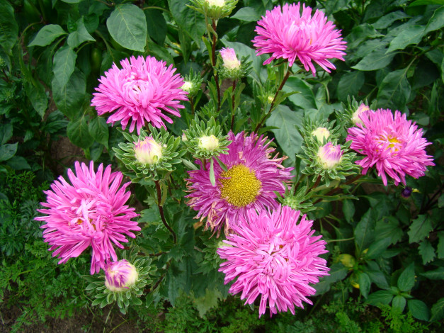 Обои картинки фото астра, цветы, астры