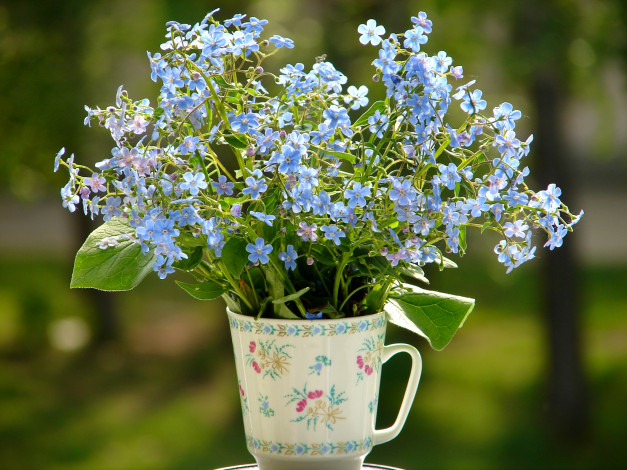 Обои картинки фото цветы, незабудки, букетик