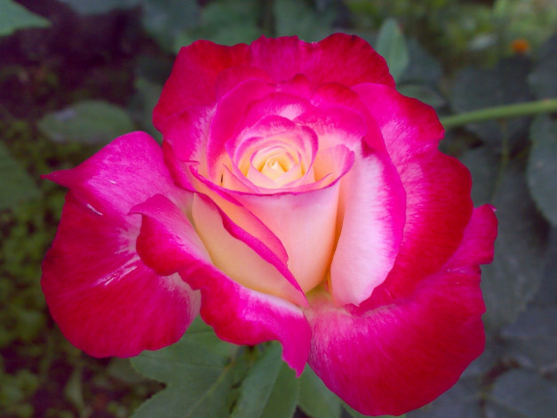 Обои картинки фото цветы, розы, макро, лепестки, бутон