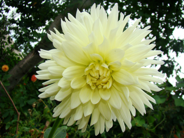 Обои картинки фото георгин, цветы, георгины