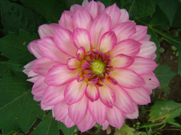 Обои картинки фото георгин, цветы, георгины