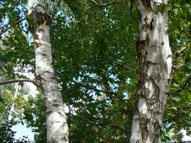 Обои картинки фото природа, деревья, лес