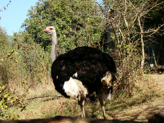 Обои картинки фото страус, животные, страусы