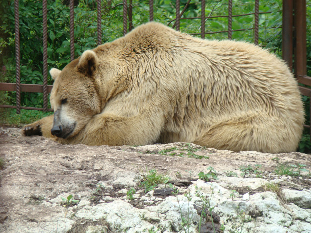 Обои картинки фото животные, медведи