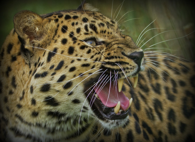 Обои картинки фото животные, леопарды, рык