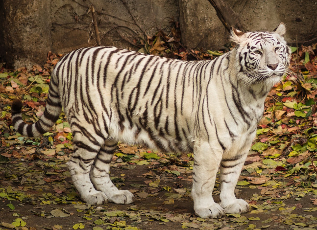 Обои картинки фото животные, тигры, белый