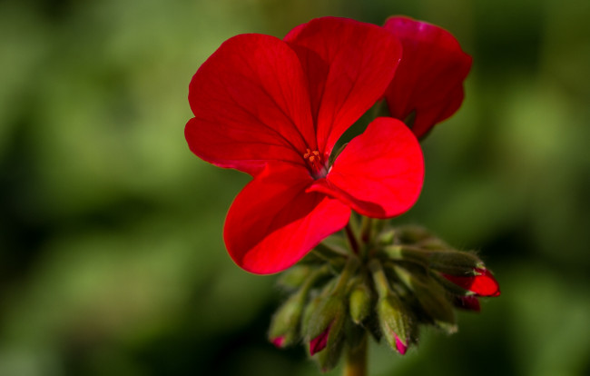 Обои картинки фото цветы, герань, макро, бутончики, пеларгония