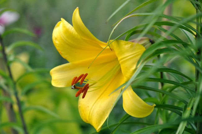 Обои картинки фото цветы, лилии, лилейники, тычинки, макро, лепестки