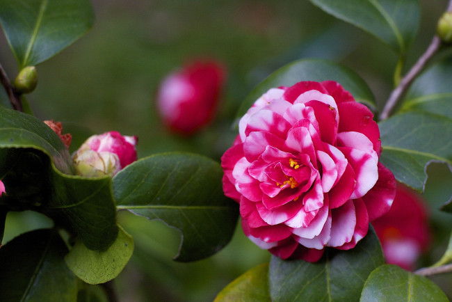 Обои картинки фото цветы, камелии, пестрый