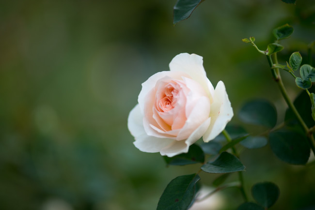 Обои картинки фото цветы, розы, бутон