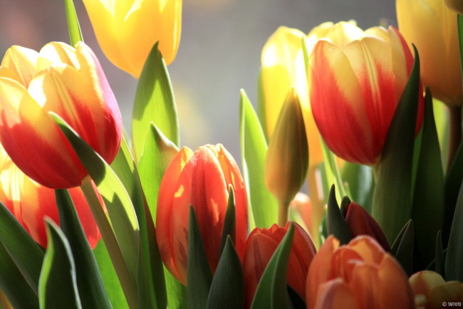Обои картинки фото цветы, тюльпаны, бутоны