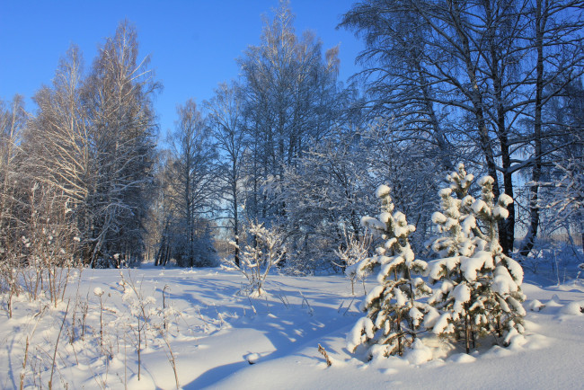 Обои картинки фото природа, зима, снег, деревья