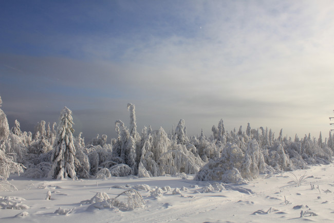 Обои картинки фото природа, зима, снег, деревья