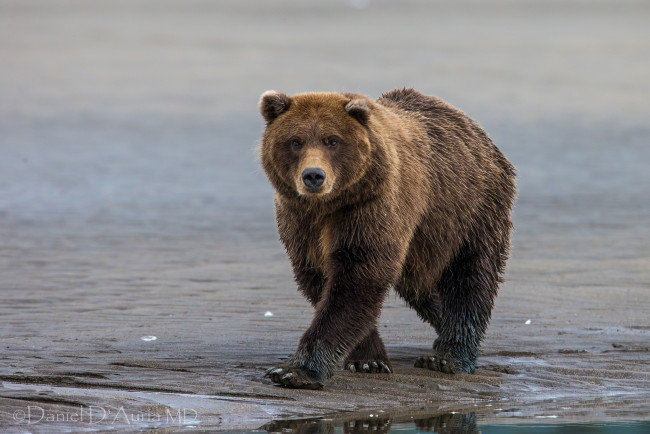 Обои картинки фото животные, медведи, бурый