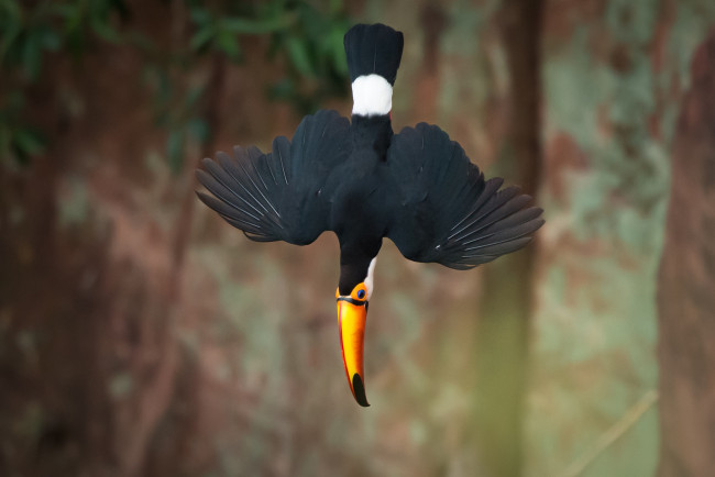 Обои картинки фото животные, туканы, пике