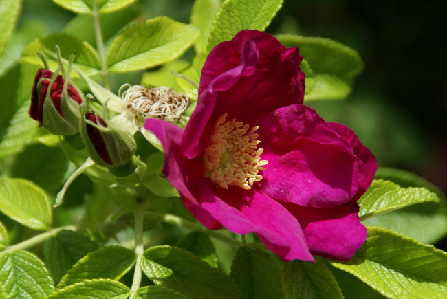 Обои картинки фото цветы, шиповник, макро, листья, лепестки, бутоны