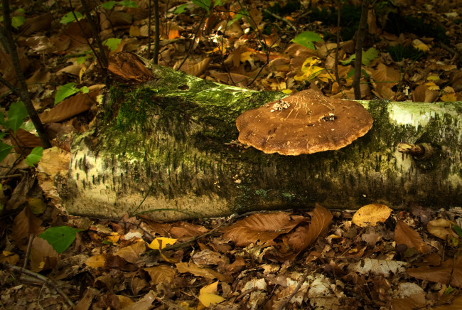 Обои картинки фото природа, грибы, лес