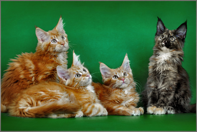 Обои картинки фото животные, коты, мейн-кун