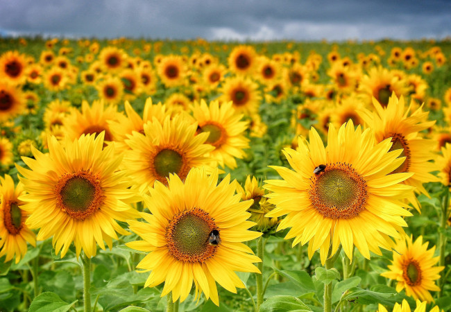 Обои картинки фото цветы, подсолнухи, шмели, поле