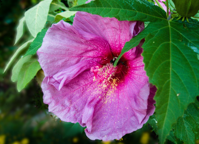 Обои картинки фото цветы, гибискусы, розовый