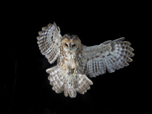 Картинка животные совы крылья размах сова