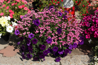 Картинка цветы петунии +калибрахоа петунья сад много