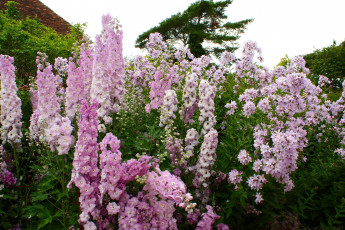 Картинка цветы разные+вместе колокольчики delphinium дельфиниум сад