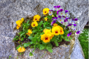 Картинка цветы анютины+глазки+ садовые+фиалки фиалки анютины глазки много