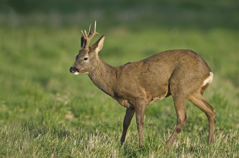 Картинка животные олени олениха