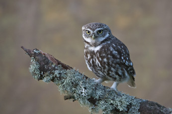 Картинка животные совы сова