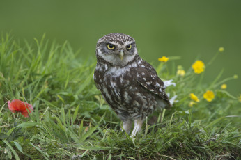 Картинка животные совы сова