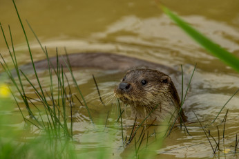 Картинка животные выдры +каланы +ондатры выдра вода