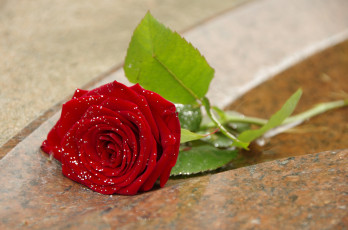 Картинка цветы розы leaves petals роза bud цветение rose листья лепестки blossoms бутон