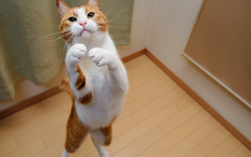 Картинка животные коты рыжий кот