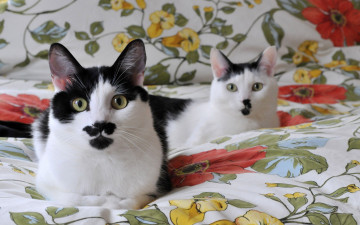 Картинка животные коты взгляд кошки