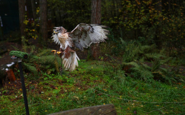 Картинка животные птицы+-+хищники полет птица