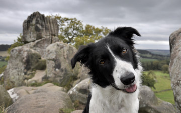 Картинка животные собаки гуфи взгляд