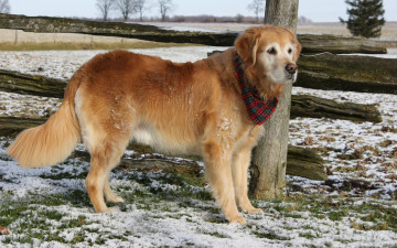 Картинка животные собаки взгляд