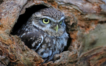 Картинка животные совы дупло сова