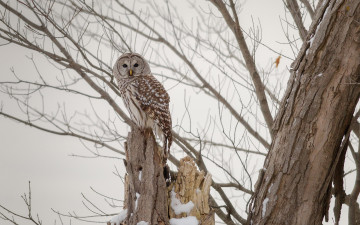 Картинка животные совы взгляд дерево сова
