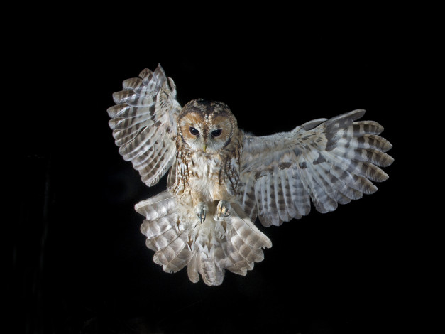 Обои картинки фото животные, совы, крылья, размах, сова