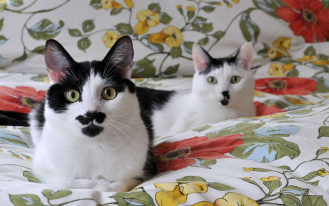 Обои картинки фото животные, коты, взгляд, кошки