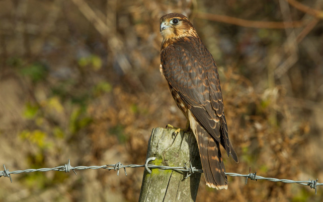 Обои картинки фото животные, птицы - хищники, взгляд, птица