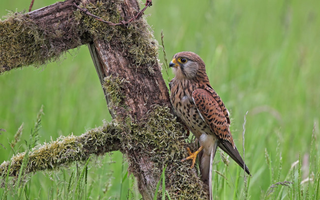 Обои картинки фото животные, птицы - хищники, забор, птица
