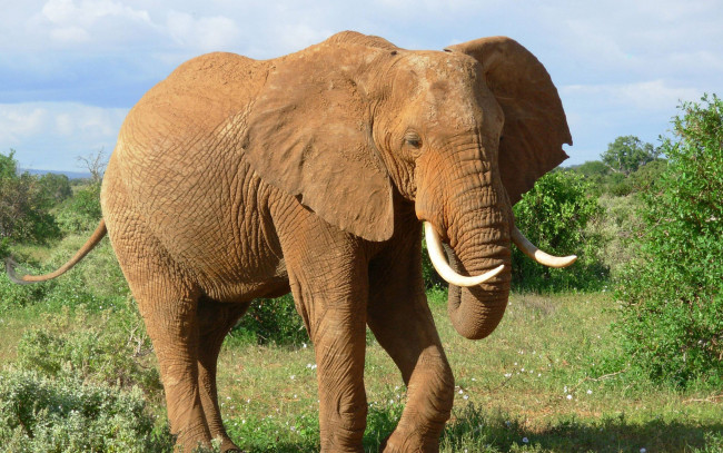 Обои картинки фото животные, слоны, слон