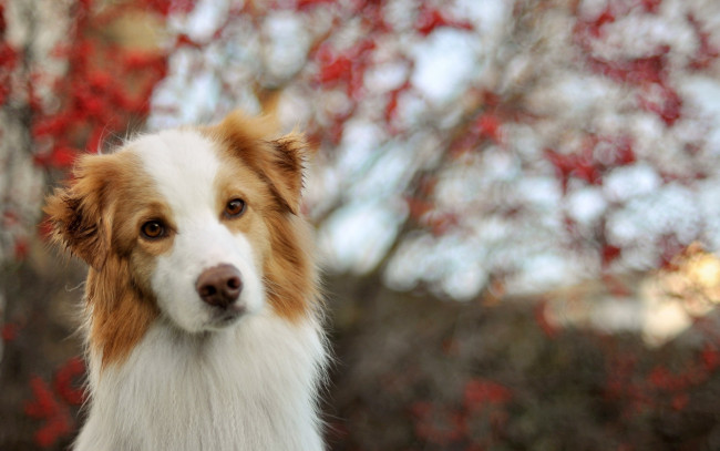 Обои картинки фото животные, собаки, взгляд