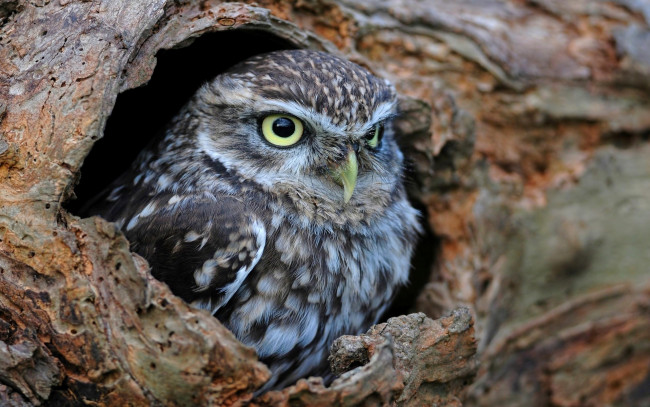 Обои картинки фото животные, совы, дупло, сова