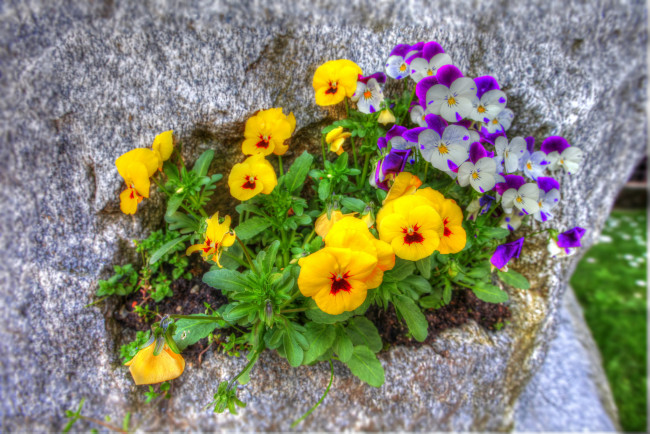 Обои картинки фото цветы, анютины глазки , садовые фиалки, фиалки, анютины, глазки, много